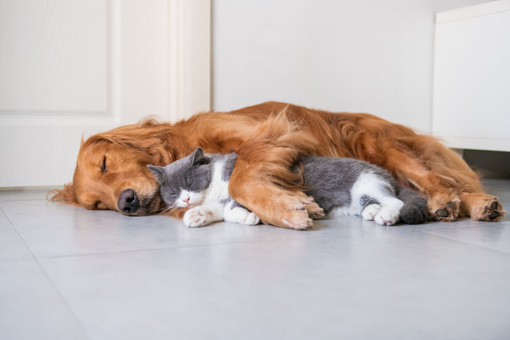 Pets Indoors