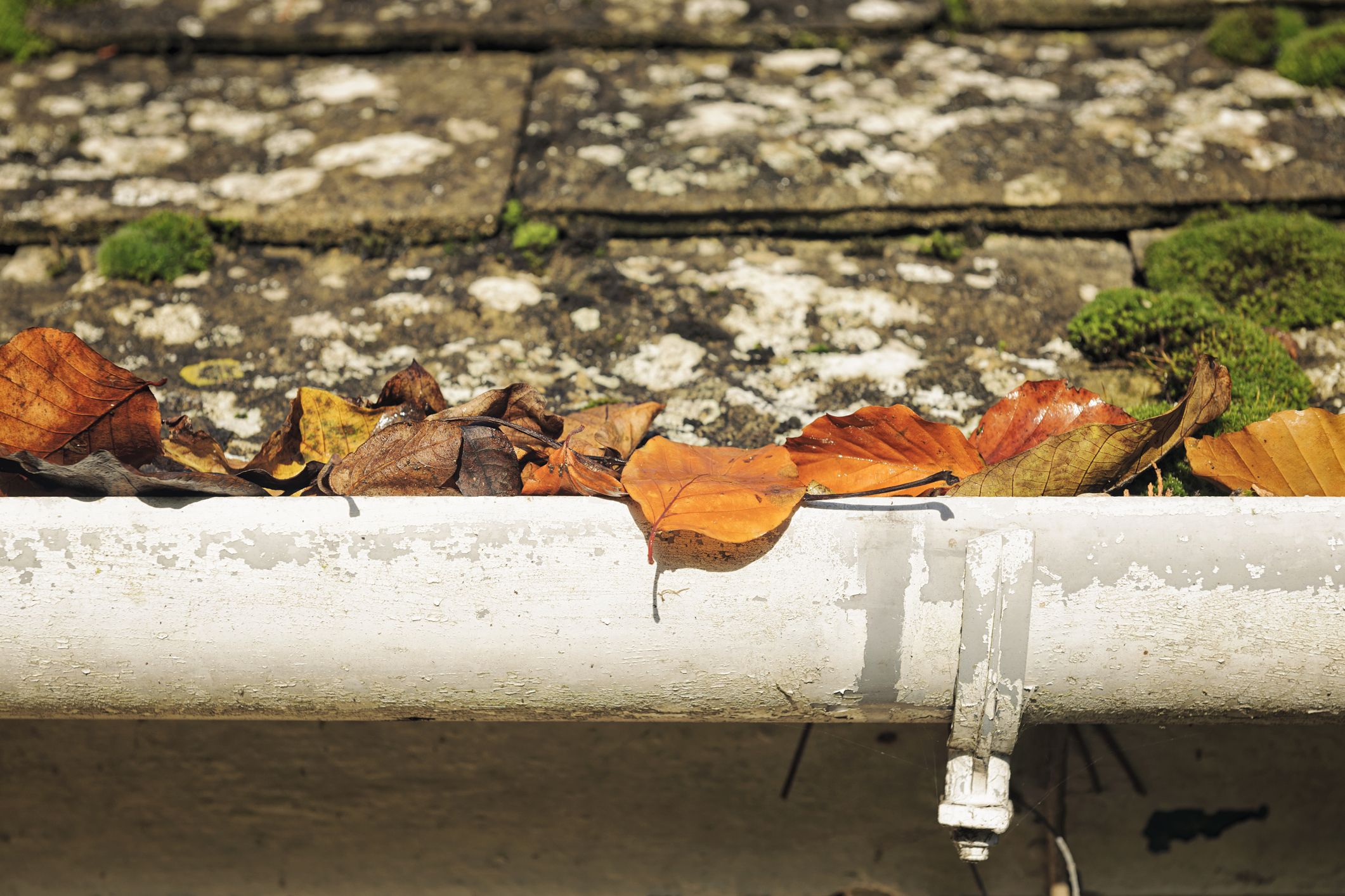 leaves in gutter